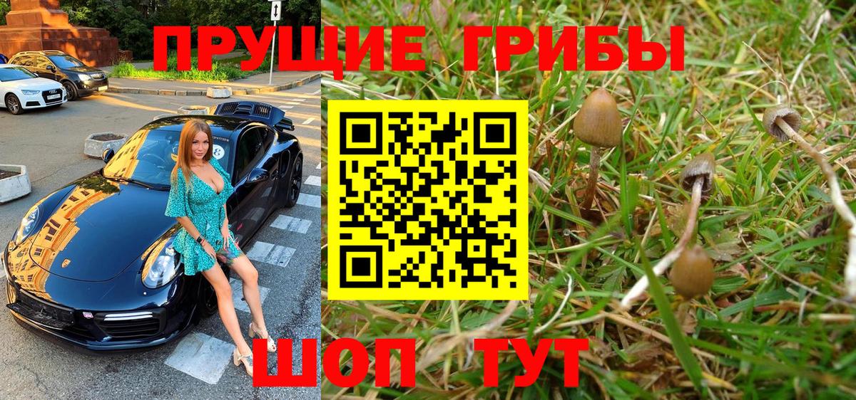 Псилоцибиновые грибы Psilocybe Ессентуки