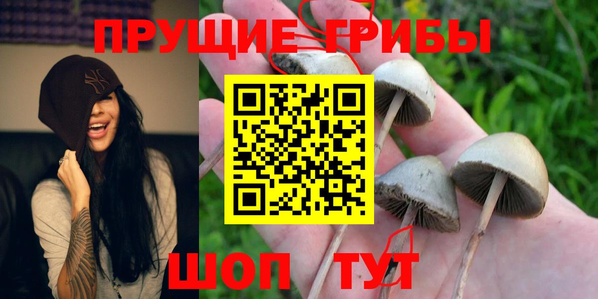 Галлюциногенные грибы Psilocybe  Вход с VPN  Ессентуки 